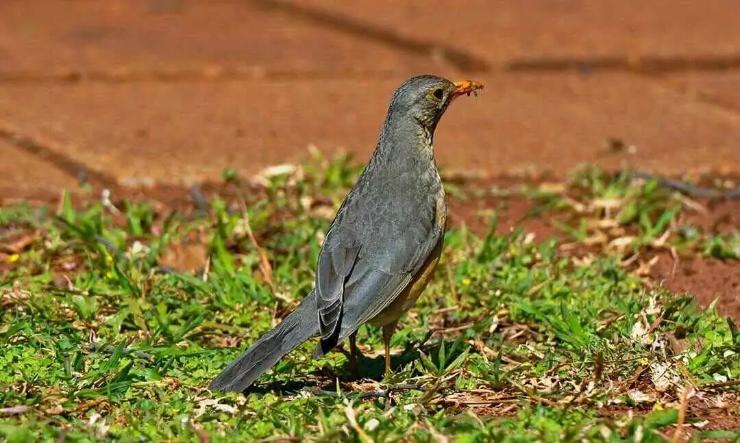 Kurrichane Thrush